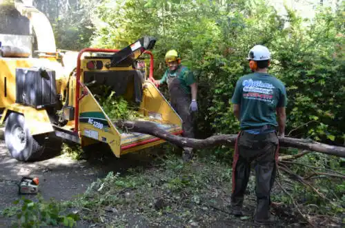 tree services Pinole